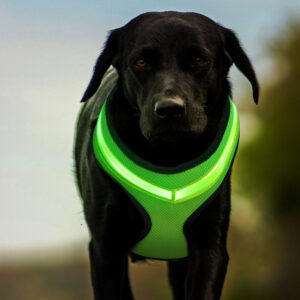 Pet Supplies LED Luminous Dog Chest Strap Rechargeable Mesh Luminous Harness Pet Products