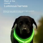 Pet Supplies LED Luminous Dog Chest Strap Rechargeable Mesh Luminous Harness Pet Products